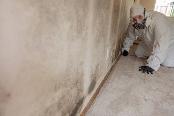 Best Mold Documentation for Insurance Claims  in Waterman, IL